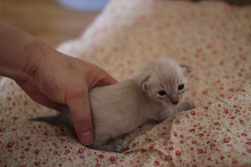 링스차콜 뱅갈고양이 남아 분양합니다~ 관련 이미지 2