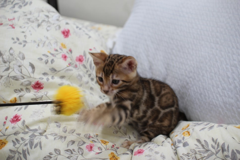 순종적인 성격에 브라운 뱅갈고양이 남아 분양해요~ 관련 이미지 10