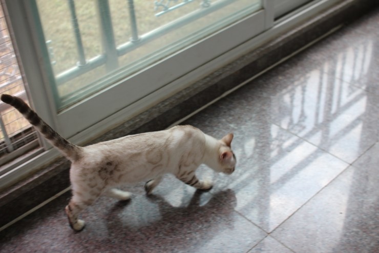 뱅갈고양이 여아 키나,리엔,샤하다예요~ 관련 이미지 23