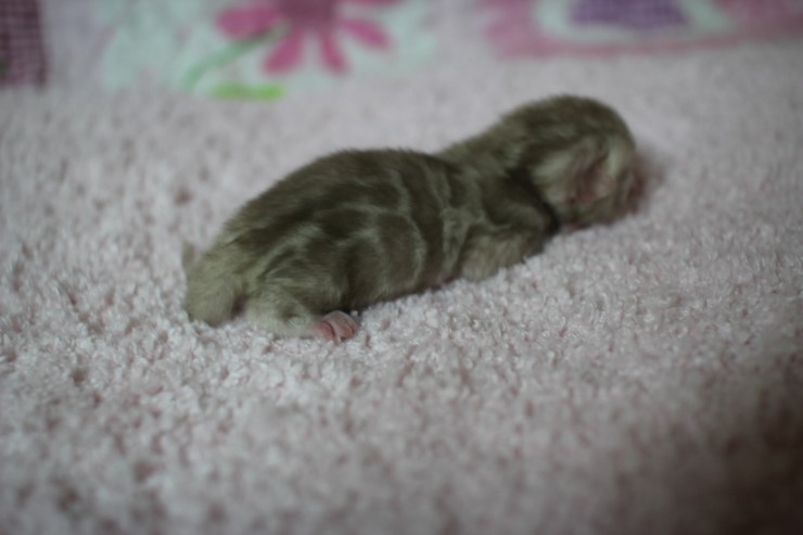 소유뱅갈고양이 캐터리 출산소식 관련 이미지 5