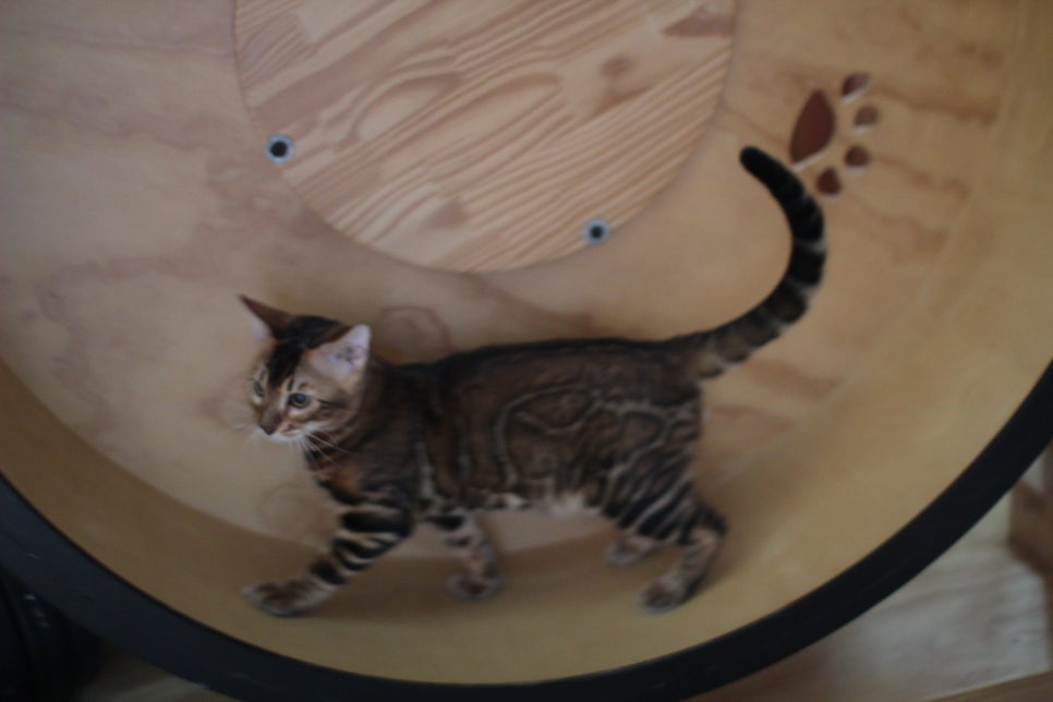 뱅갈고양이 남아 원탑군 완벽 적응후 한컷~ 관련 이미지 6