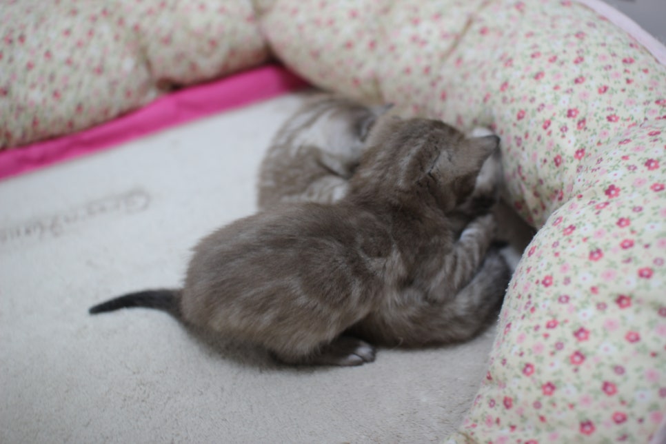 밍크차콜,밍크 뱅갈고양이 꼬맹이들 앙증맞은 모습~ 관련 이미지 7