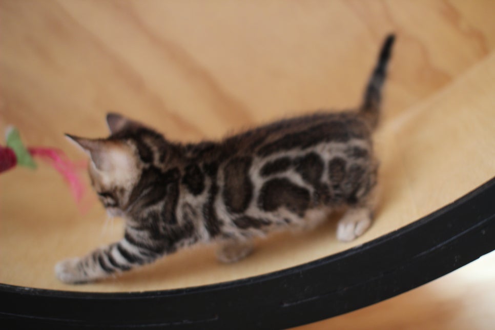 뱅갈고양이 여아들 캣휠 연습중~ 관련 이미지 9