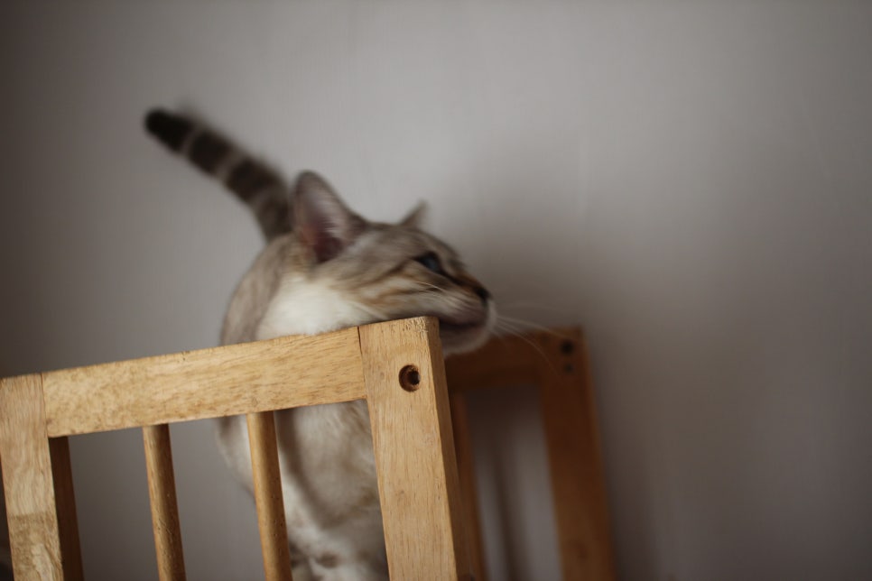 스노우뱅갈고양이 이브~ 관련 이미지 6