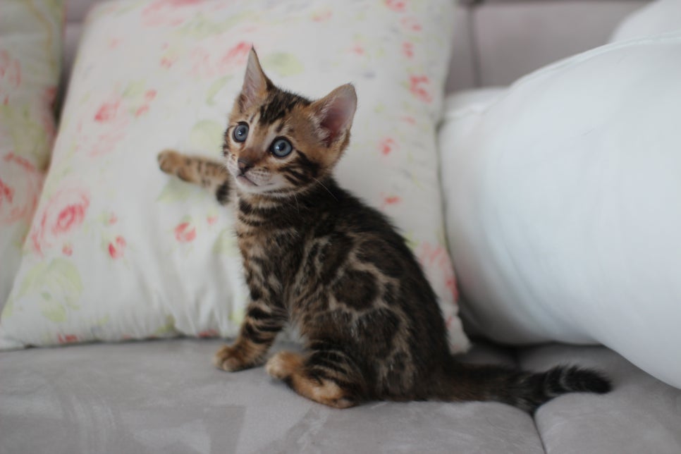 브라운뱅갈고양이 남아 분양해요~ 관련 이미지 4