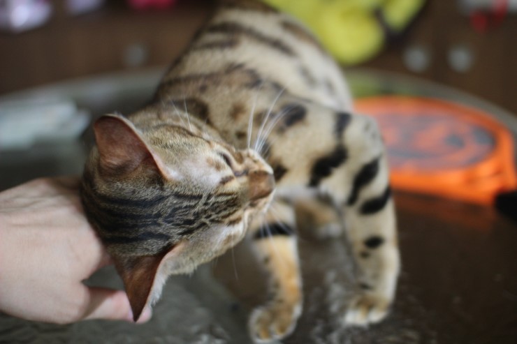 뱅갈고양이에 애교스러운 모습...이게 뱅갈고양이의 매력!!!!! 관련 이미지 7