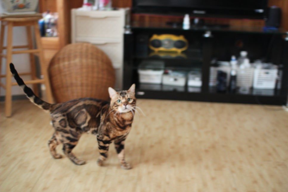 뱅갈고양이 블랙홀과 동희예요~ 관련 이미지 2