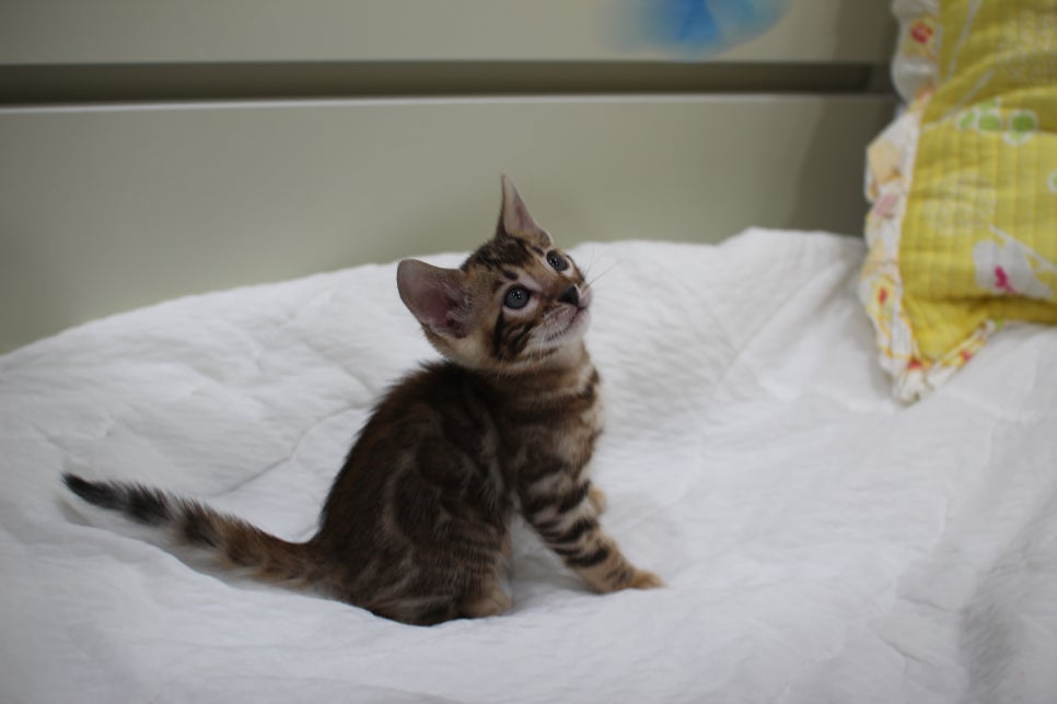 붉은빛 모색이 멋진 뱅갈고양이 남아4 분양해요~ 관련 이미지 15