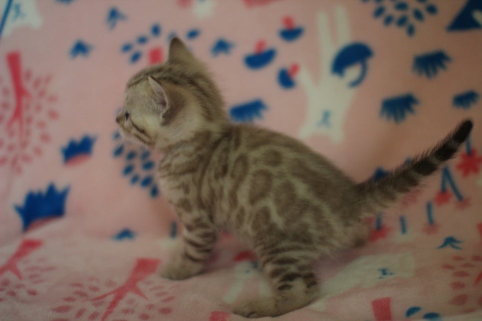 스노우뱅갈고양이 분양은 소유가 최고지! 관련 이미지 27