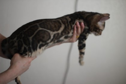 소유뱅갈캐터리에 방문해 주시는 분들 즐겁고 풍성한 한가위 되세요~^^ 관련 이미지 9