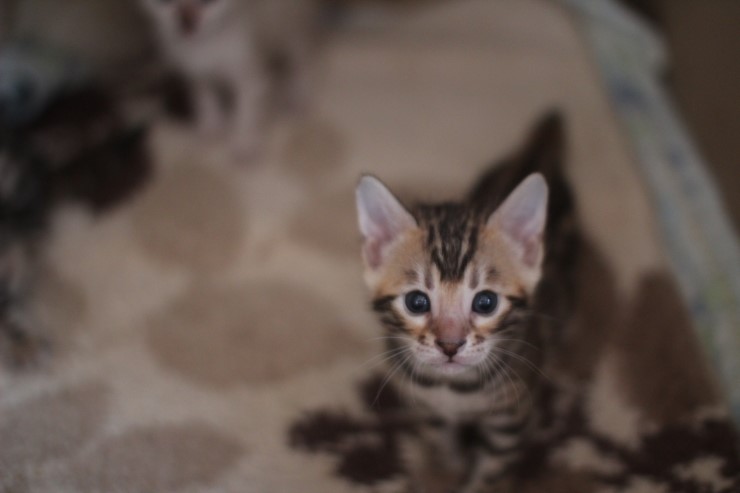 뱅갈고양이 꼬맹이들 많이 컸어요~ 관련 이미지 13