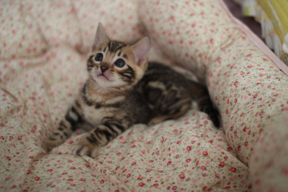 브라운 뱅갈 남아,여아,스노우뱅갈 남아 분양해요~ 관련 이미지 1