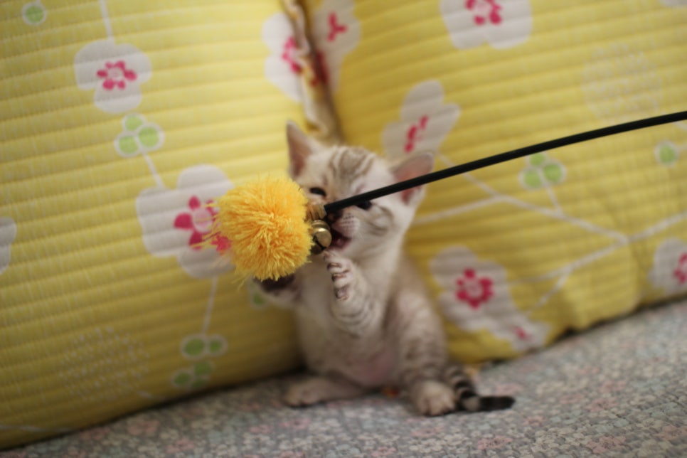 스노우뱅갈고양이 여아 분양해요~ 관련 이미지 6