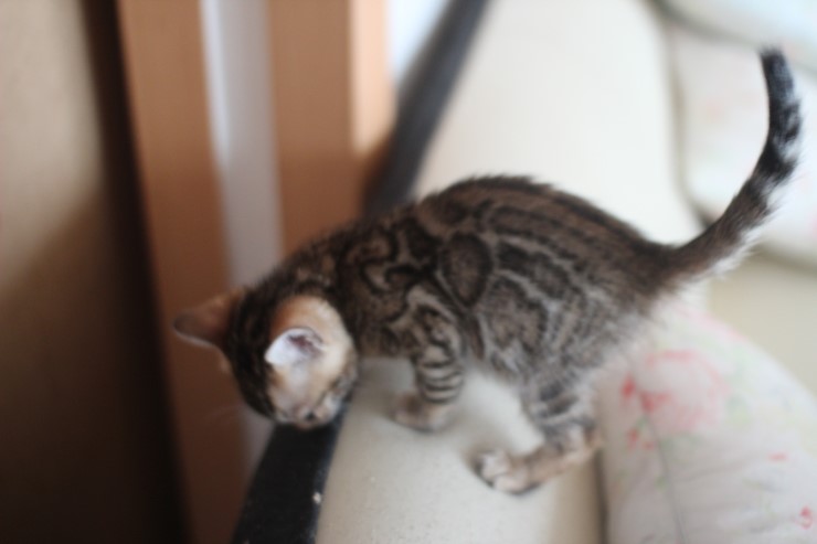 애교왕 뱅갈고양이 남아예요~ 관련 이미지 2