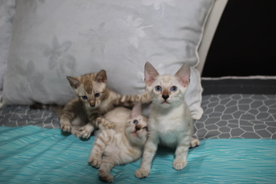 스노우뱅갈고양이 삼남매 안방에서 한컷~ 관련 이미지 5