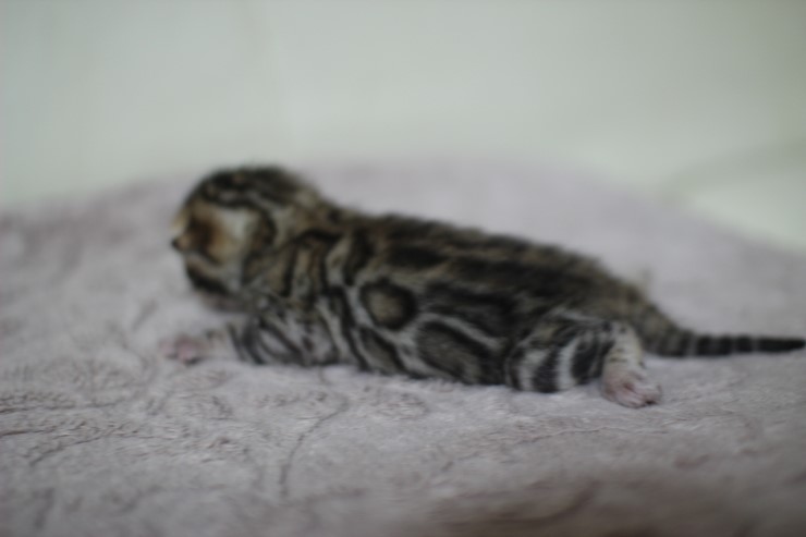 뱅갈고양이 실버랑 브라운 꼬물이 관련 이미지 10