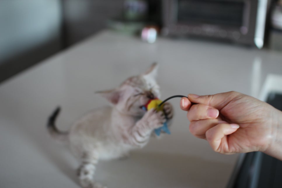 사람만 졸졸졸 따라 다니는 스노우뱅갈고양이 여아 분양해요~ 관련 이미지 5