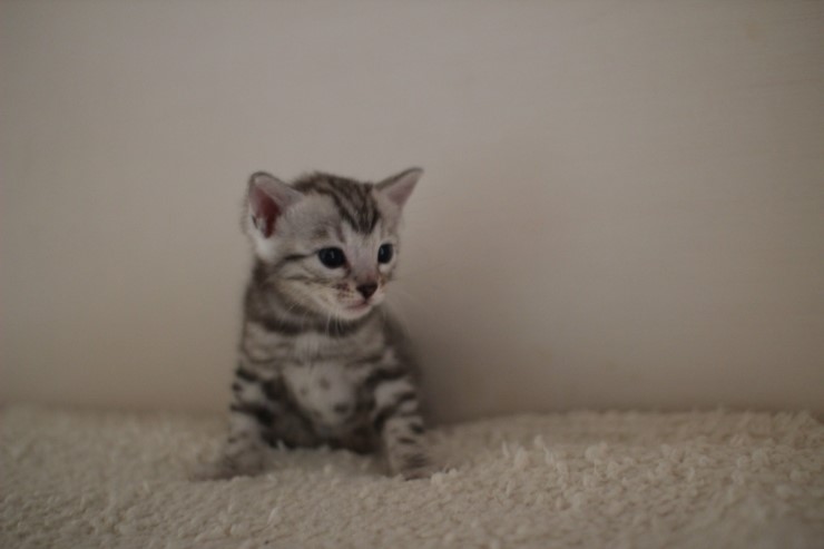 실버 뱅갈고양이 남아예요~ 관련 이미지 5