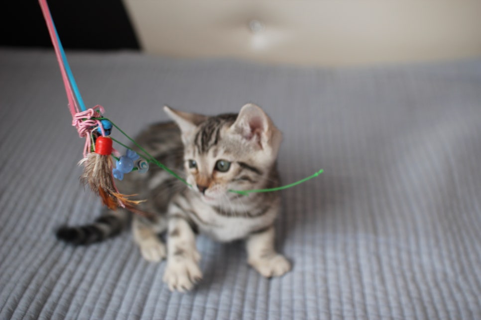 실밍크,브라운,실버뱅갈고양이 분양 합니다~ 관련 이미지 12