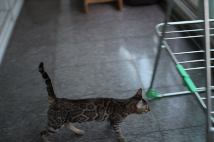 장난꾸러기 뱅갈고양이 리엔이예요~ 관련 이미지 3