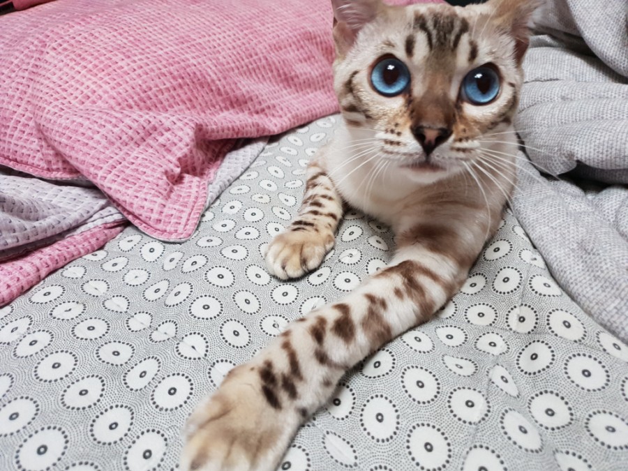 바다같이 파란눈이 너무 이쁜 스노우뱅갈고양이 바다예요~ 관련 이미지 2