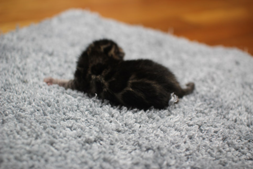 어메이징한 브라운 뱅갈고양이 남아가 태어났어요~ 관련 이미지 9