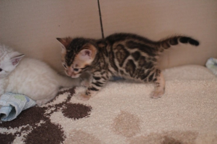 뱅갈고양이 예약된 여아예요~ 관련 이미지 4