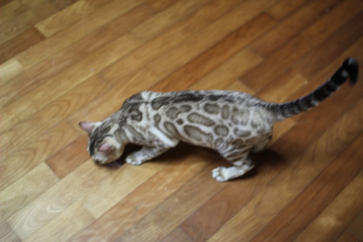 실밍크 뱅갈고양이 영웅이예요~~ 관련 이미지 7