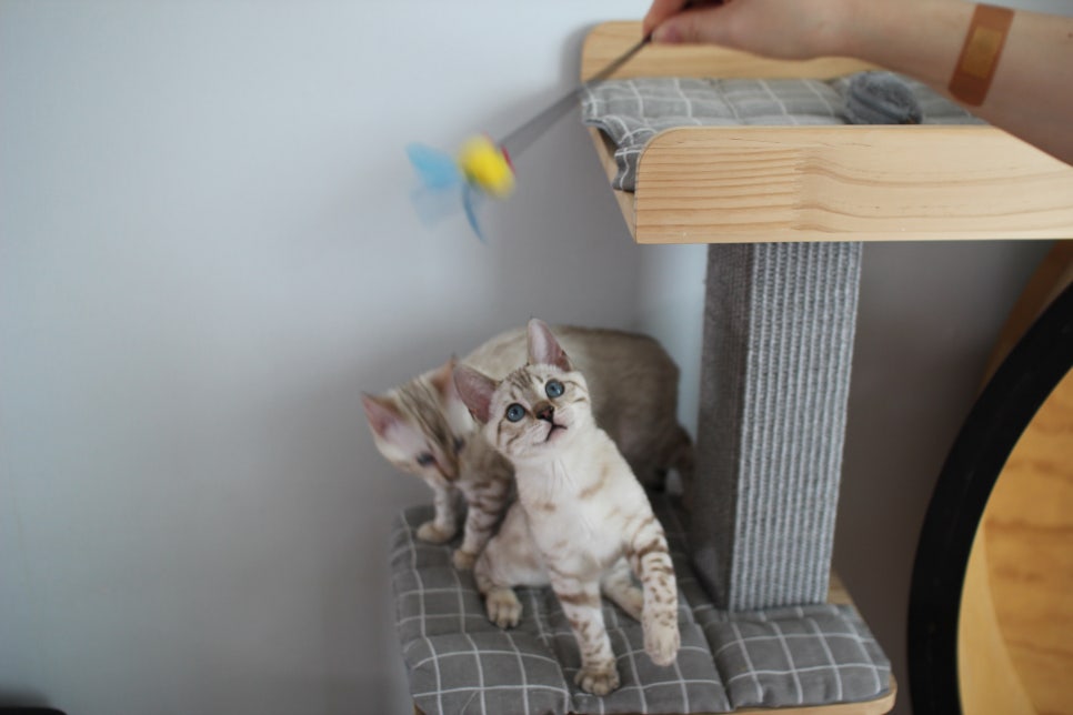 분양중인 스노우뱅갈고양이 남매예요~ 관련 이미지 29