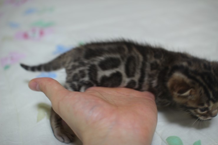 뱅고양이 남매예요~ 관련 이미지 11