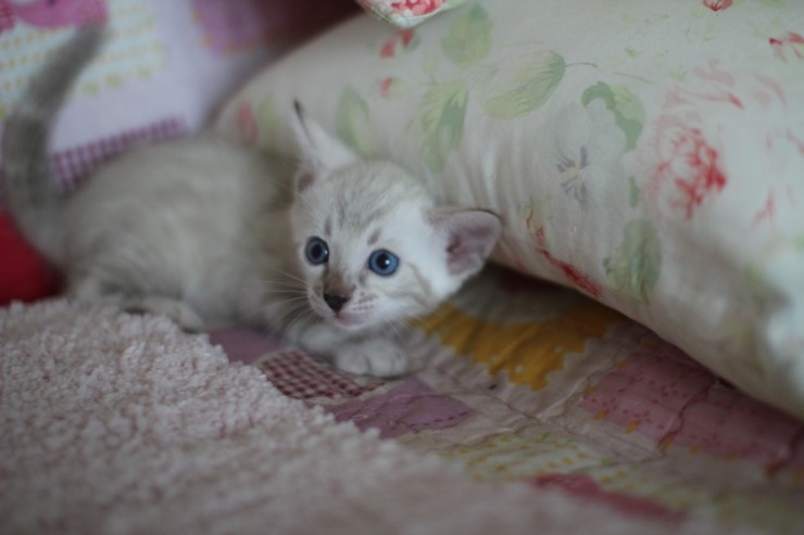 스노우뱅갈고양이 앙증,깜찍 귀요미에요 ㅎㅎ 관련 이미지 5