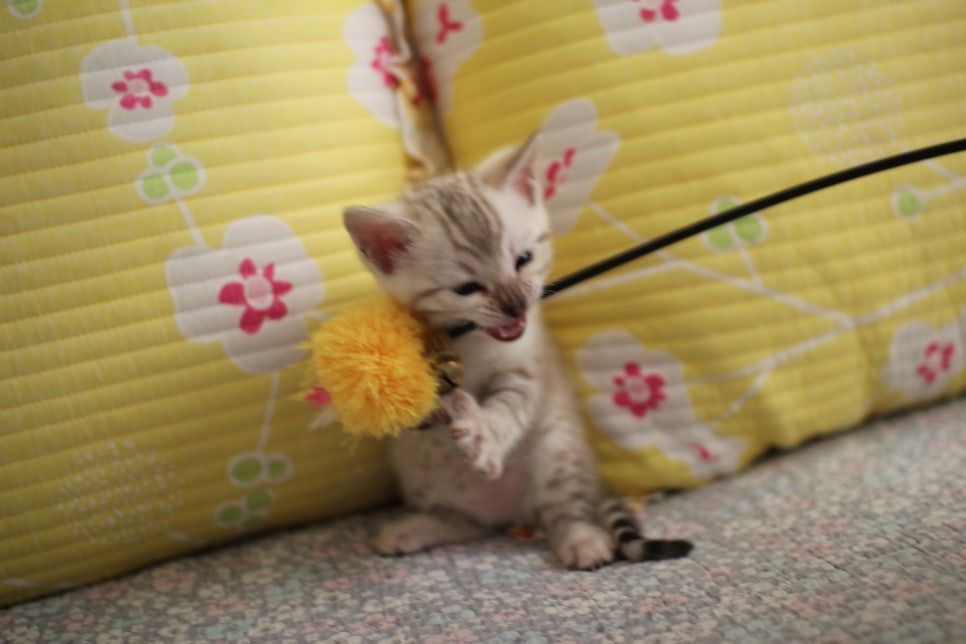 스노우뱅갈고양이 여아 분양해요~ 관련 이미지 8