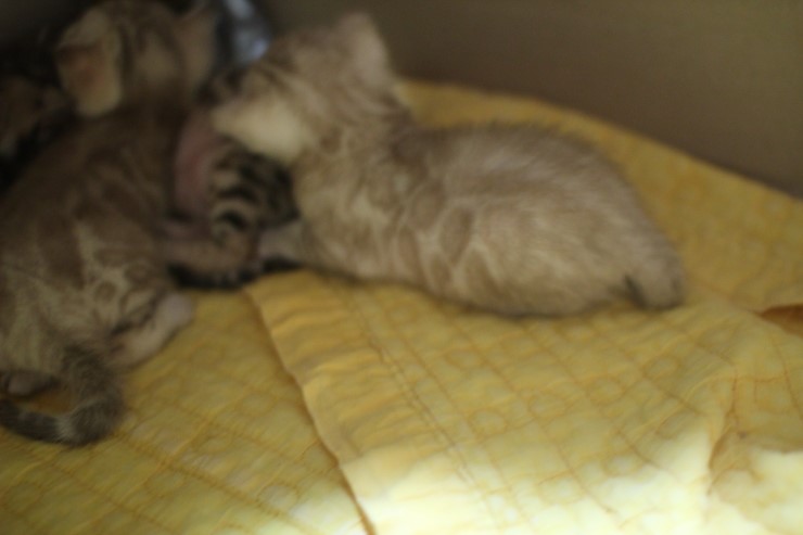 스노우 뱅갈고양이 밍크 키퍼 여아~ 관련 이미지 6