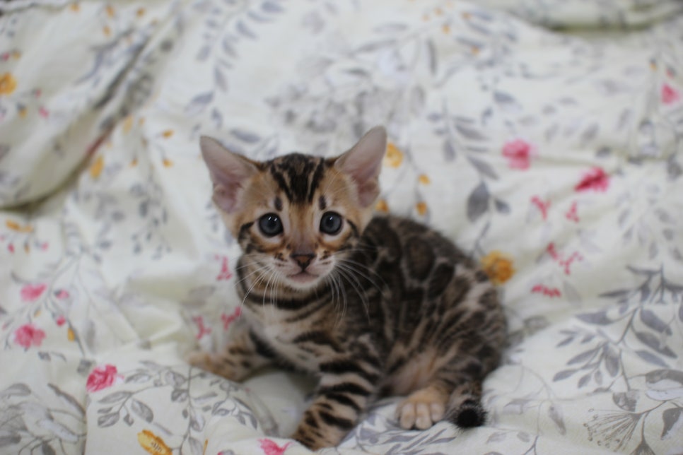 브라운 뱅갈고양이 자매 분양해요~ 관련 이미지 4