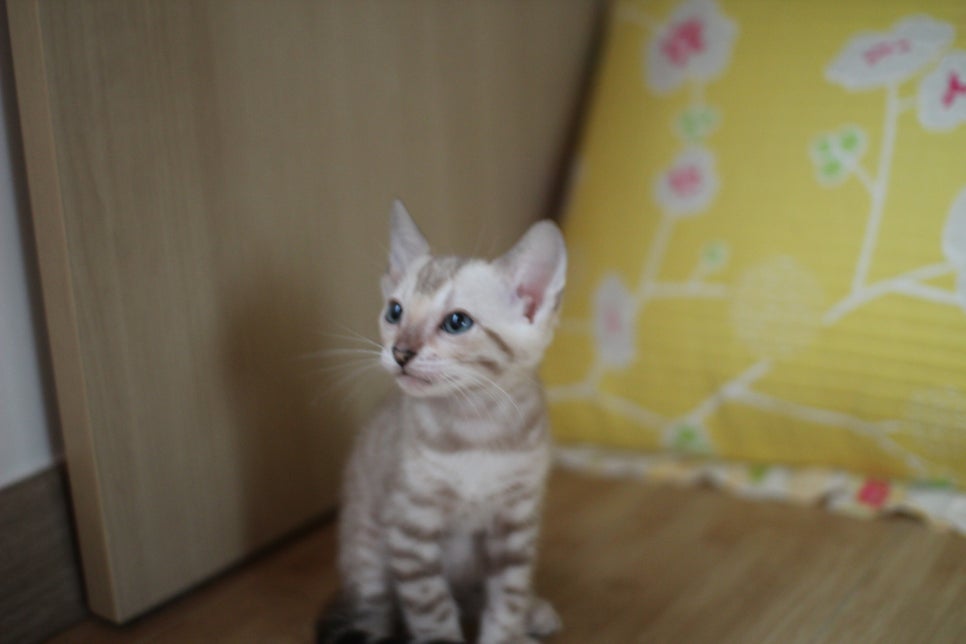 뱅갈고양이 로망묘 실밍크 매력에 빠져들어 보세요~ 관련 이미지 8