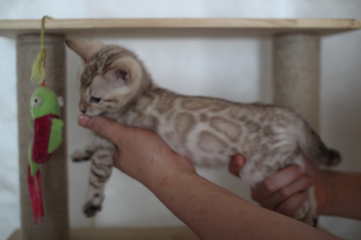 실밍크 뱅갈고양이 분양 남아 두아이 소개 합니다 관련 이미지 5