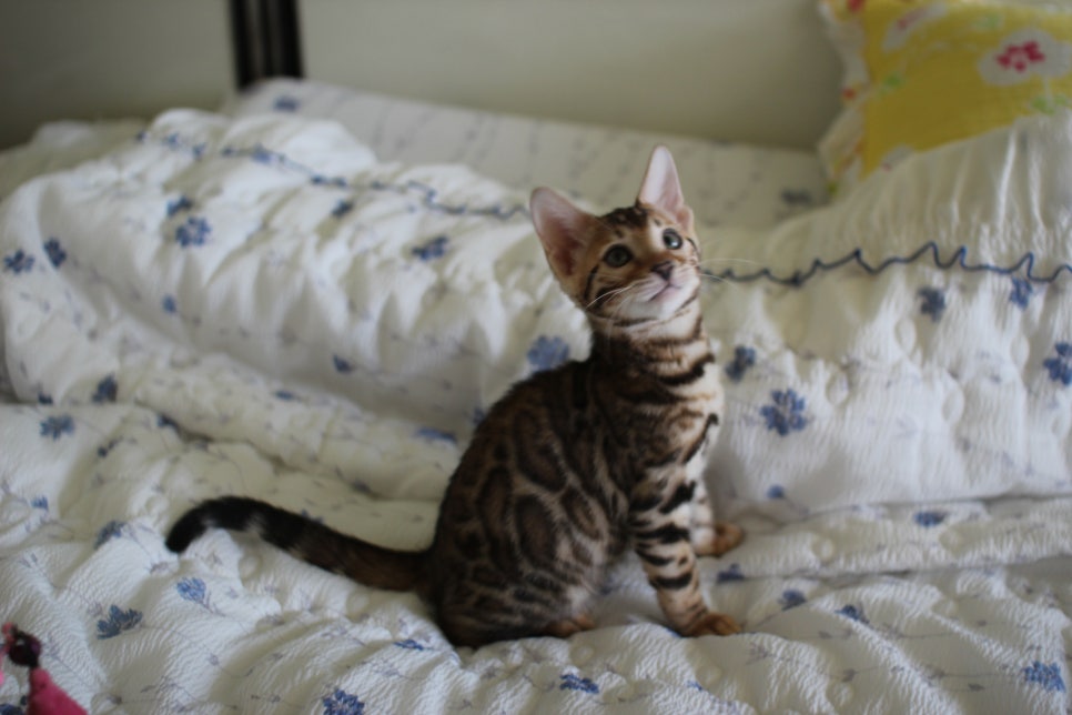 브라운 뱅갈고양이 자매 분양합니다~ 관련 이미지 5