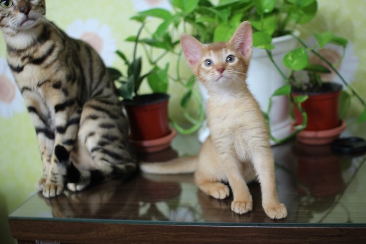 아비 꼬맹이들~ 관련 이미지 4