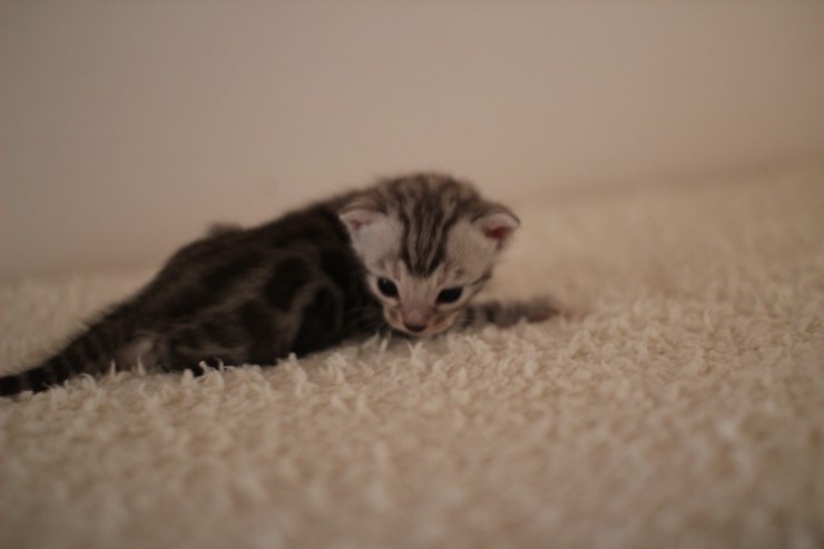 실버 남아예요~ 관련 이미지 3