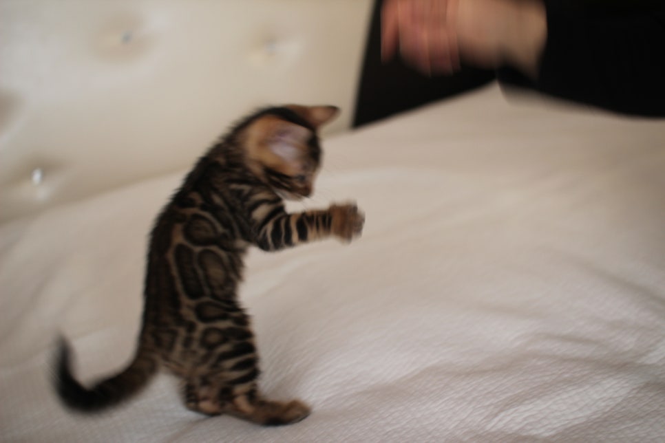 우리 첫째 뱅갈고양이 남아 고양이 맞지? 강아지 아니지? ㅎㅎ 관련 이미지 4