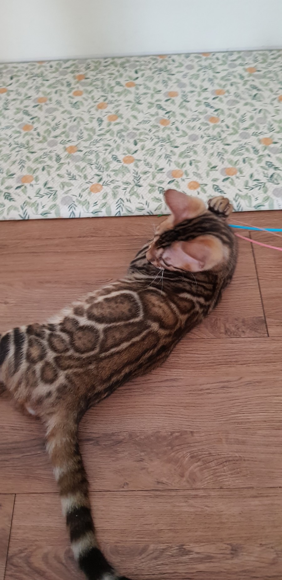 뱅갈고양이 공룡군 어메이징 하죠? ^^ 관련 이미지 4