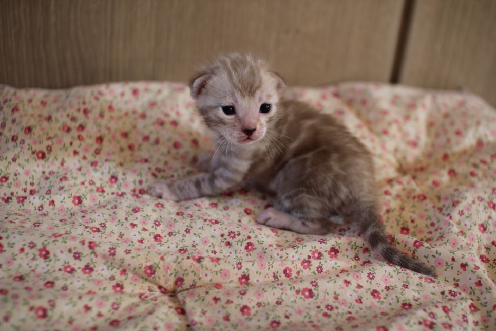 실밍크뱅갈고양이 여아 분양해요~ 관련 이미지 4