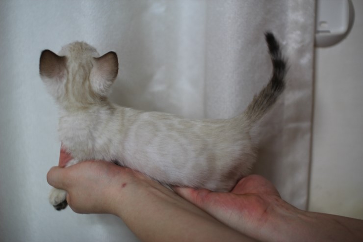 뱅갈고양이 분양 진정한 개냥이란? 관련 이미지 10