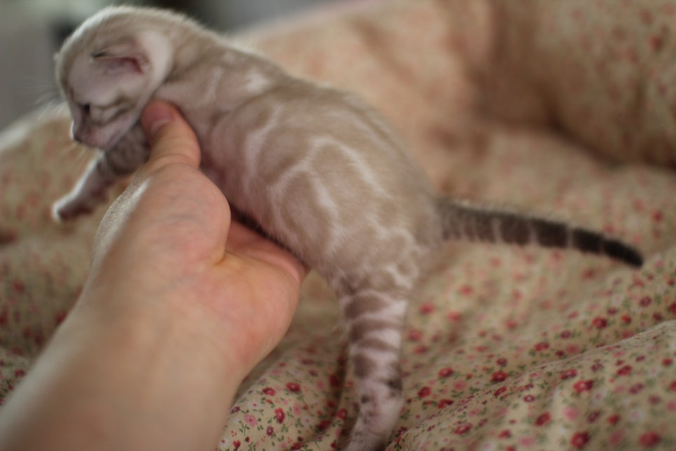어메이징 실밍크뱅갈고양이 여아 브리딩 타입 분양해요~ 관련 이미지 8
