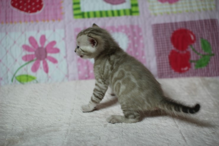 언제봐도 이쁜 스노우,브라운 뱅갈고양이 꼬맹이들! 관련 이미지 5