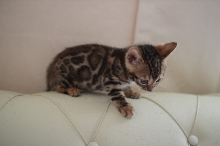 빅로젯 뱅갈고양이 남아2도 많이 컸어요~ 관련 이미지 5