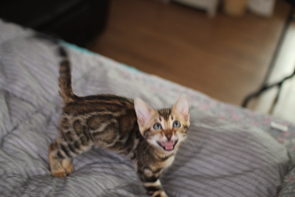 뱅갈고양이 분양 멋진 빅로젯 삼남매 보세요! 관련 이미지 16