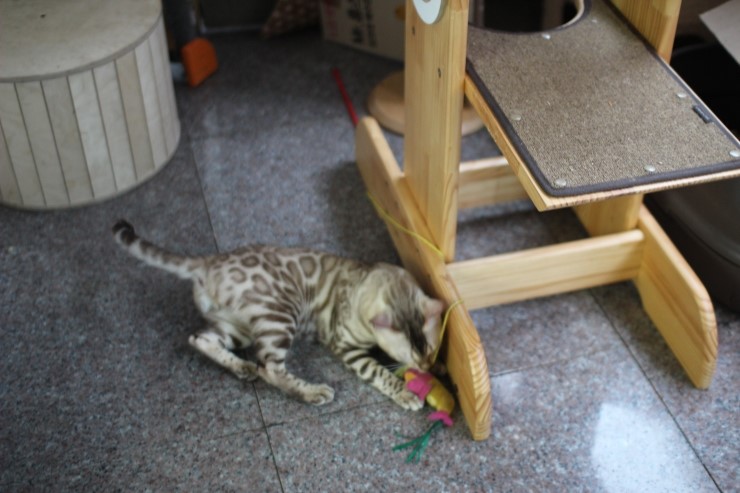 실밍크 뱅갈고양이 영웅군 ~ 관련 이미지 3