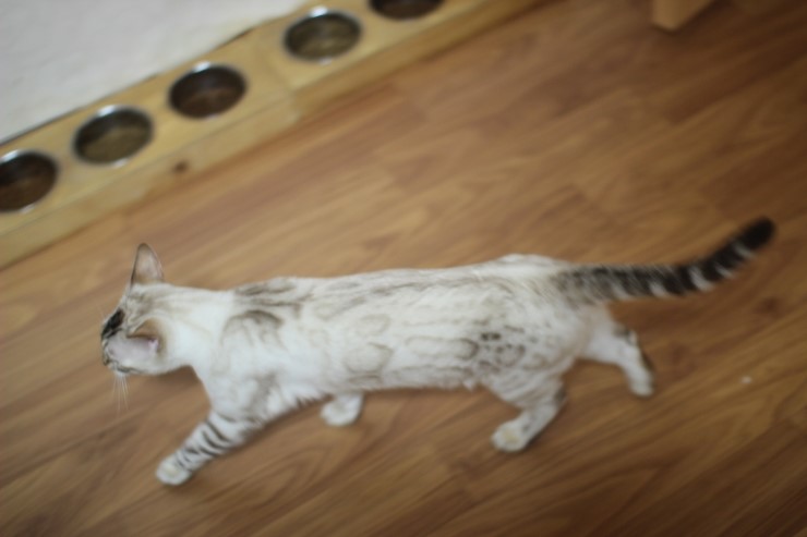 뱅갈고양이 키퍼 여아들~ 관련 이미지 7