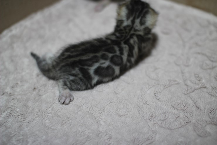 뱅갈고양이 자매 오늘 모습 입니다~ 관련 이미지 8